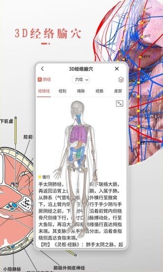 3Dbody艺用截图2