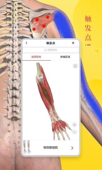 3Dbody艺用截图3