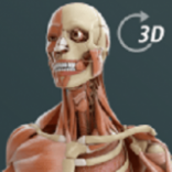 人体3D立体解剖